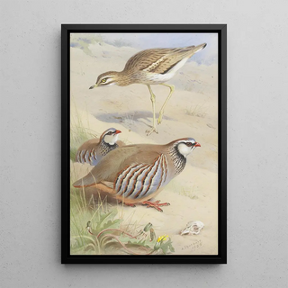 Archibald Thorburn - A Stone Curlew And A Pair Of French Partridge.webp