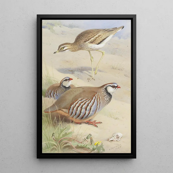 Reproduktion av målningen av en skrikande œdicnème och ett par röda partridges - Archibald Thorburn