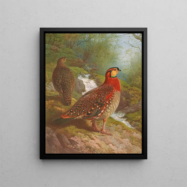 Tragopan de Blyth - Archibald Thorburn — inramlat konstverk på väggen