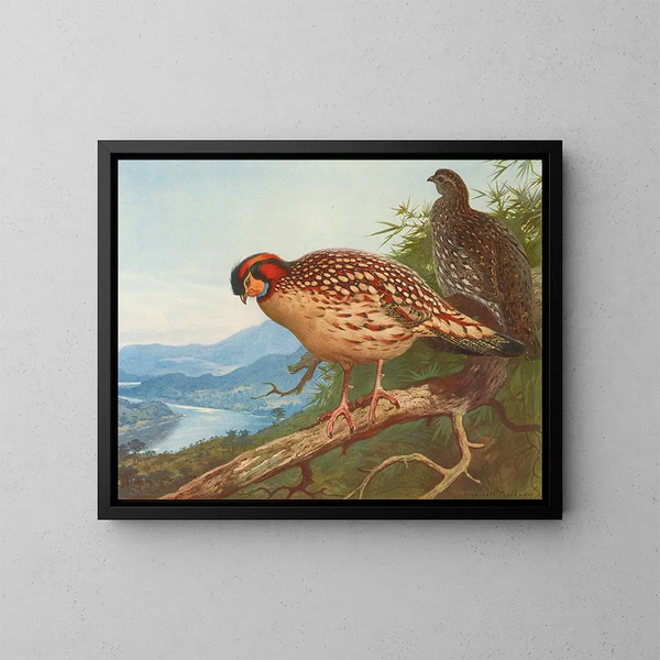 Cabots tragopan - Archibald Thorburn — inramlat konstverk på väggen