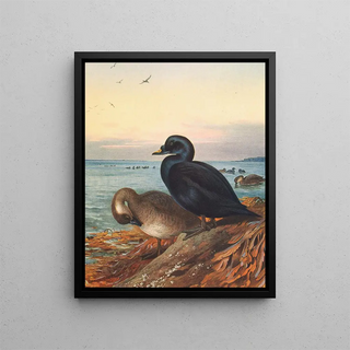 Archibald Thorburn - Common Scoter.webp