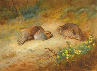 Archibald Thorburn - Grey Partridge.webp