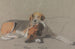 Chiens Fleur och Frogmore - Archibald Thorburn — vy av konstverket