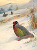 Perdrix de sang de Kusers - Archibald Thorburn — vy av konstverket