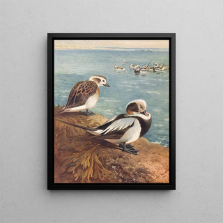 Archibald Thorburn - LongTailed Duck Winter.webp