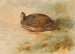 Perdrix - Archibald Thorburn — vy av konstverket