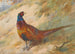 Fasan - Archibald Thorburn — vy av konstverket