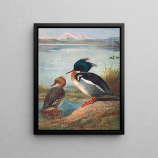 Archibald Thorburn - RedBreasted Merganser.webp