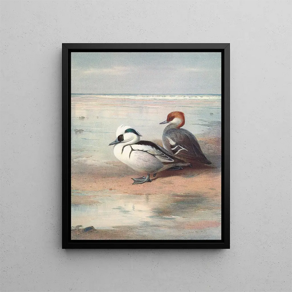 Smew - Archibald Thorburn — inramlat konstverk på väggen