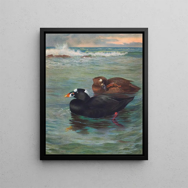 Surf Scoter - Archibald Thorburn — inramlat konstverk på väggen
