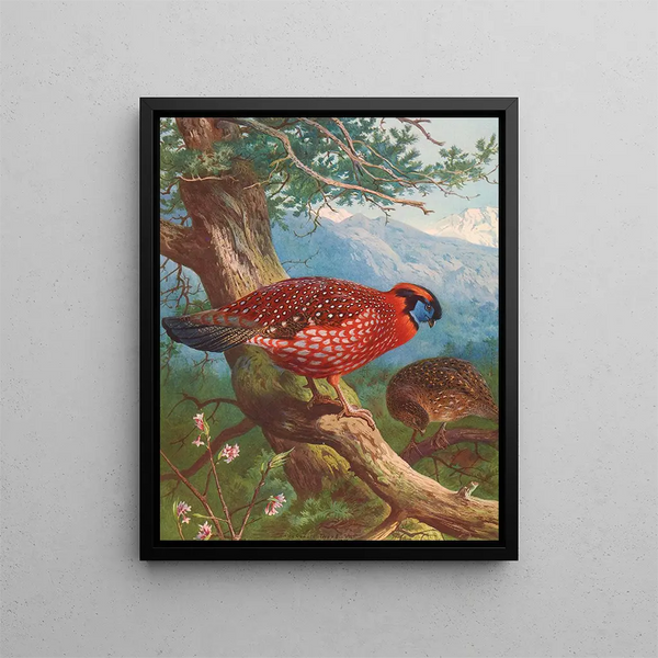 Tragopan de Temmincks - Archibald Thorburn — inramlat konstverk på väggen