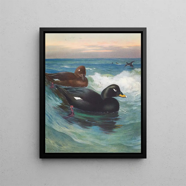 Macreuse à velours - Archibald Thorburn — inramlat konstverk på väggen