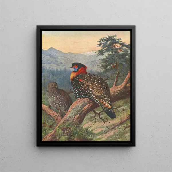 Tragopan occidental - Archibald Thorburn — inramlat konstverk på väggen