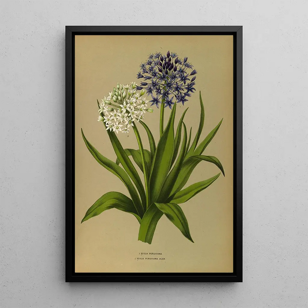 Scilla Peruviana 2 Scilla Peruviana Alba - Arentina Hendrica Arendsen — inramlat konstverk på väggen