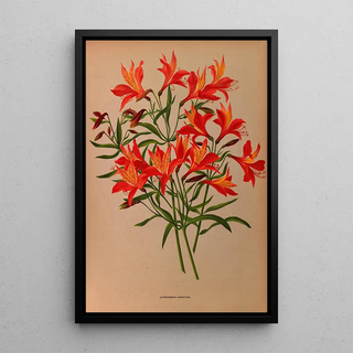 Arentina Hendrica Arendsen - Alstroemeria Aurantiaca.webp