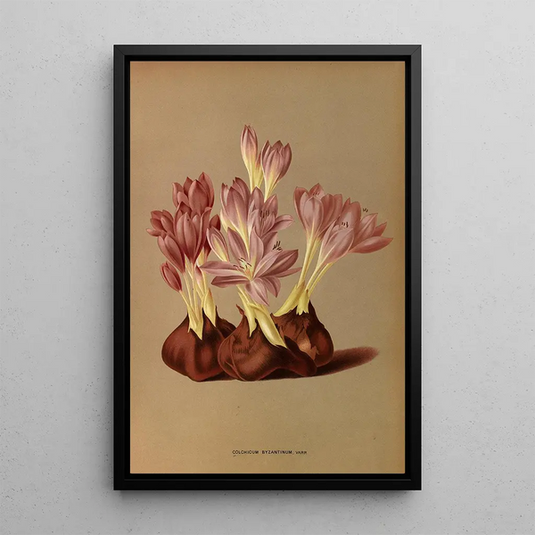 Reproduktion av målningen Colchicum Byzantinum Varr - Arentina Hendrica Arendsen