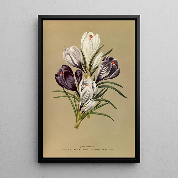Reproduktion av målningen Crocus Vernus Var - Arentina Hendrica Arendsen