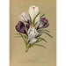 Reproduktion av målningen Crocus Vernus Var - Arentina Hendrica Arendsen