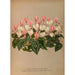 Cyclamen Hederaefolium Cyclamen Autumnale - Arentina Hendrica Arendsen — vy av konstverket