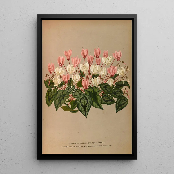 Cyclamen Hederaefolium Cyclamen Autumnale - Arentina Hendrica Arendsen — inramlat konstverk på väggen