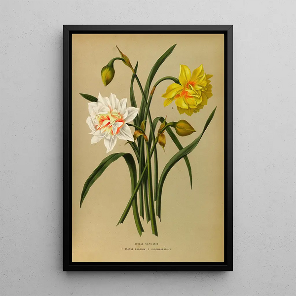 Narcisse Double 1 Orange Phoenix 2 Incomparabilis - Arentina Hendrica Arendsen — inramlat konstverk på väggen