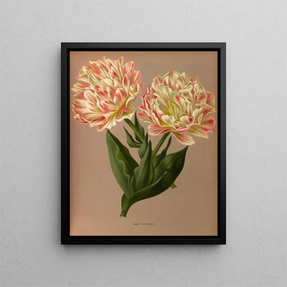 Arentina Hendrica Arendsen - Double Tulip Raphael.webp