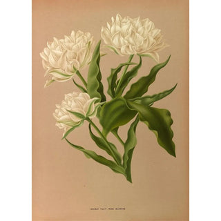Arentina Hendrica Arendsen - Double Tulip Ros Blanche.webp