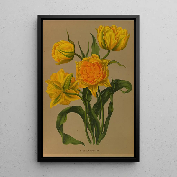 Reproduktion av målningen Tulip Dubbel Gul Ros - Arentina Hendrica Arendsen