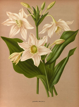 Arentina Hendrica Arendsen - Eucharis Amazonica.webp