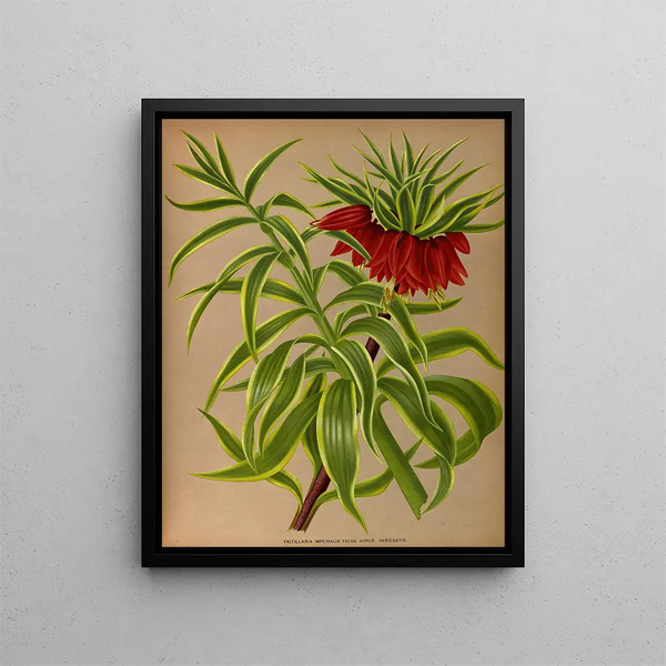 Arentina Hendrica Arendsen - Fritillaria Imperialis Foliis Aureo Variegatis.webp
