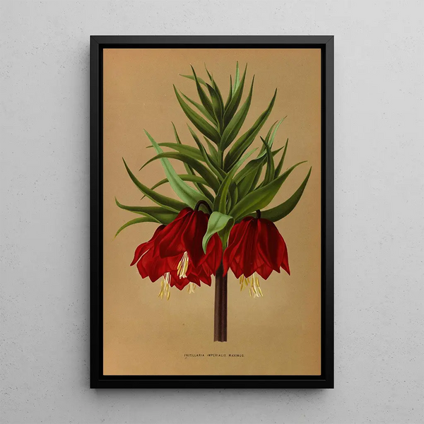Reproduktion av målningen Fritillaria Imperialis Maximus - Arentina Hendrica Arendsen