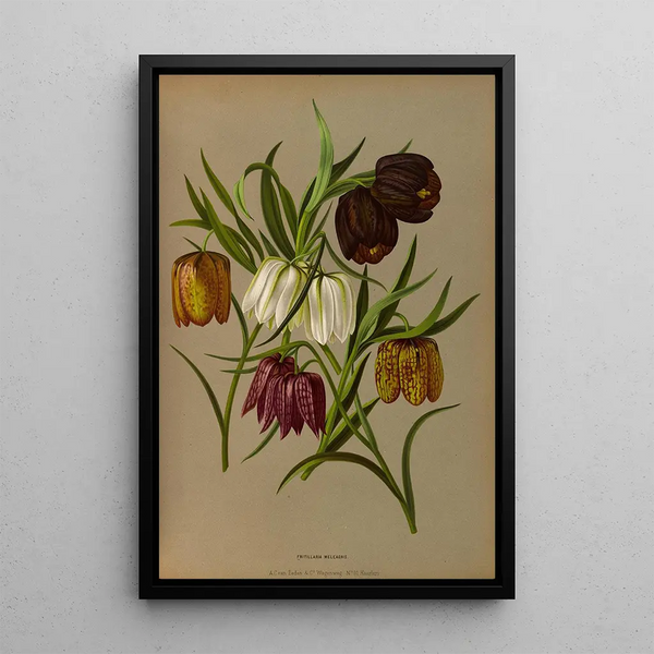 Reproduktion av målningen Fritillaria Meleagris - Arentina Hendrica Arendsen