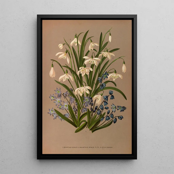 Reproduktion av målningen Galanthus Nivalis 2 Galanthus Nivalis Fl Pl 3 Scilla Sibirica - Arentina Hendrica Arendsen