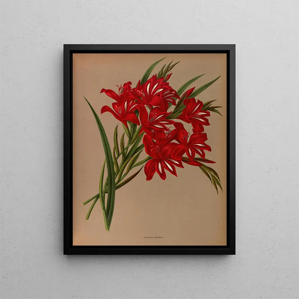 Arentina Hendrica Arendsen - Gladiolus Cardinalis.webp