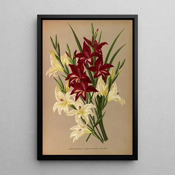 Gladiolus Colvillii Gladiolus Colvillii Flore Albo - Arentina Hendrica Arendsen — inramlat konstverk på väggen