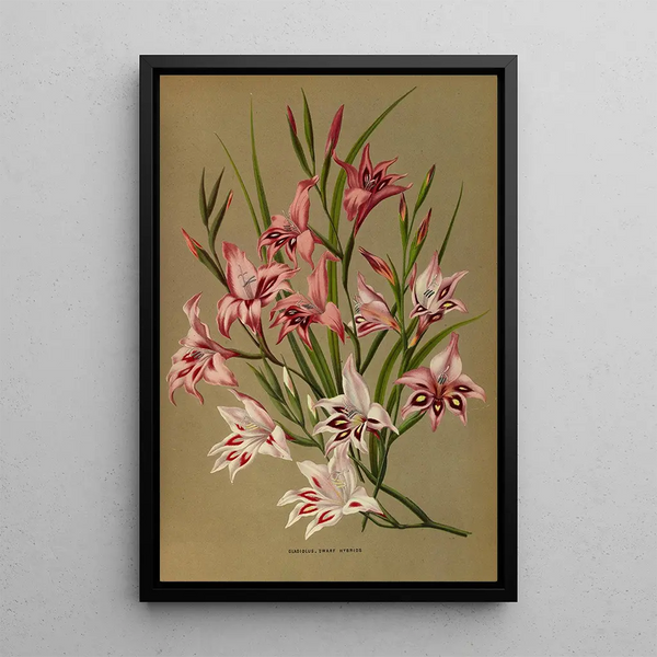 Gladiolus Nains Hybrides - Arentina Hendrica Arendsen — inramlat konstverk på väggen
