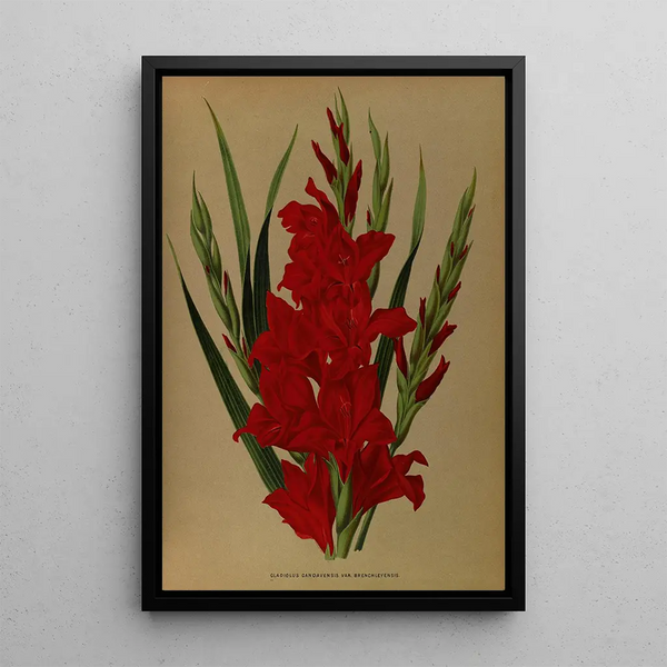 Gladiolus Gandavensis Var Brench Leyensis - Arentina Hendrica Arendsen — inramlat konstverk på väggen