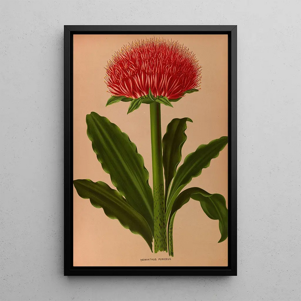 Haemanthus Puniceus - Arentina Hendrica Arendsen — inramlat konstverk på väggen