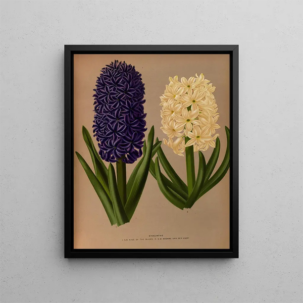 Arentina Hendrica Arendsen - Hyacinths 6.webp
