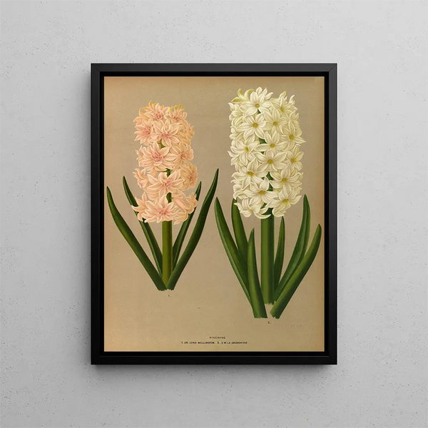 Arentina Hendrica Arendsen - Hyacinths 7.webp