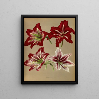 Arentina Hendrica Arendsen - Hybrid Amaryllis.webp