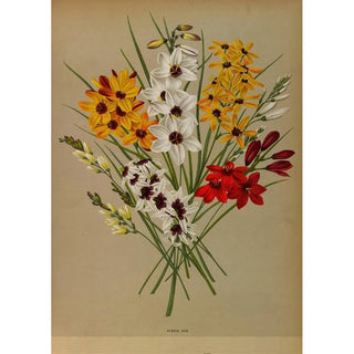 Arentina Hendrica Arendsen - Hybrid Ixia.webp