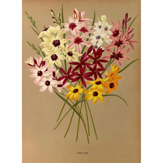 Arentina Hendrica Arendsen - Hybrid Ixias.webp
