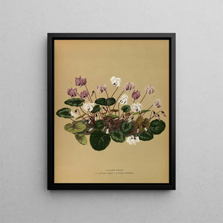 Arentina Hendrica Arendsen - I Cyclamen Atkinsii 2C Atkinsii Roseum 3CAtkinsii Purpureum.webp
