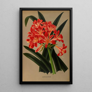Arentina Hendrica Arendsen - Imantophyllum Miniatum.webp