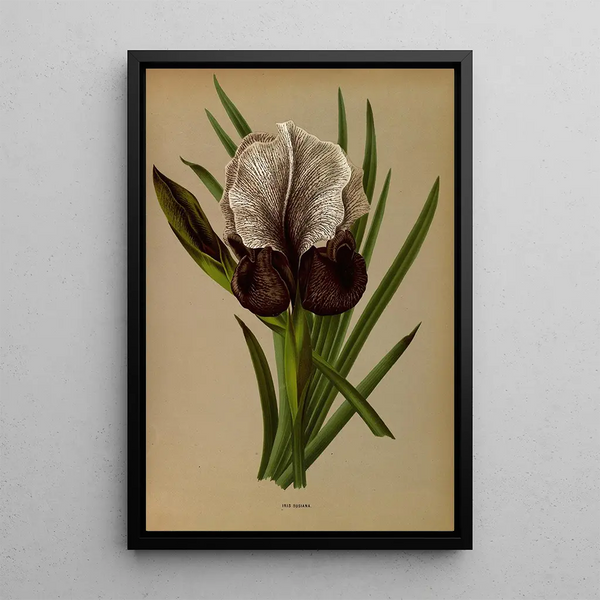 Reproduktion av målningen Iris Susiana - Arentina Hendrica Arendsen