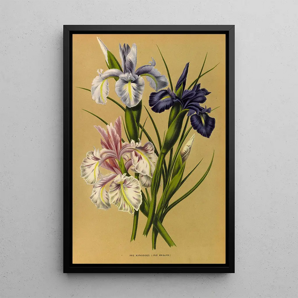 Reproduktion av målningen Iris Xiphioides Iris Anglica - Arentina Hendrica Arendsen
