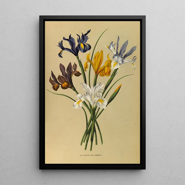 Reproduktion av målningen Iris Xiphium Iris Hispanica - Arentina Hendrica Arendsen