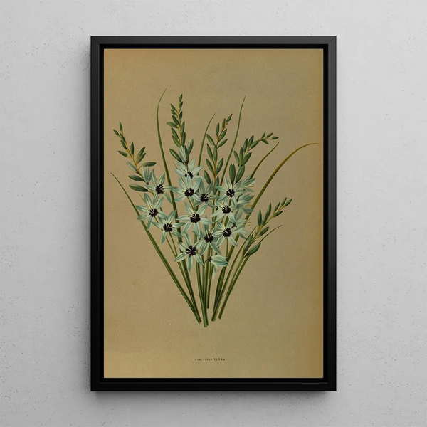 Reproduktion av målningen Ixia Viridiflora - Arentina Hendrica Arendsen