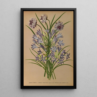 Arentina Hendrica Arendsen - LBrodiea Congesta 2Brodiea Grandlflora 3 Milla Laxa Triteleia Laxa Seubertia Laxa.webp